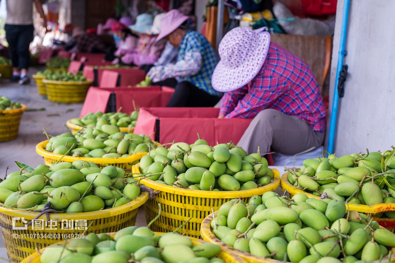芒果成熟,豐收的芒果,海南芒果 攀枝花芒果,農民工回鄉創業,家鄉農產品