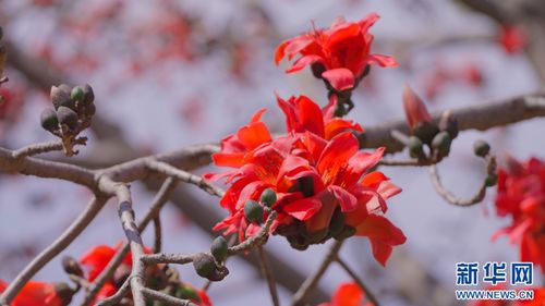 早春時(shí)節(jié),到武定吃攀枝花吧