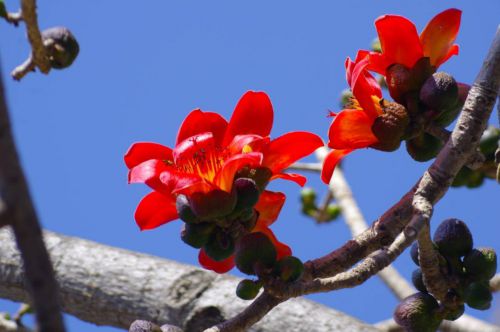 楊向紅 麗江攀枝花又開