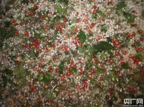 四川省攀枝花市4月13日遭遇冰雹災害