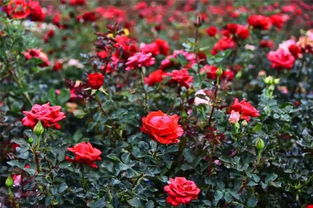 景區(qū)人從眾從人,西湖4g信號被擠斷 攀枝花那么美,我就不去外面添堵了