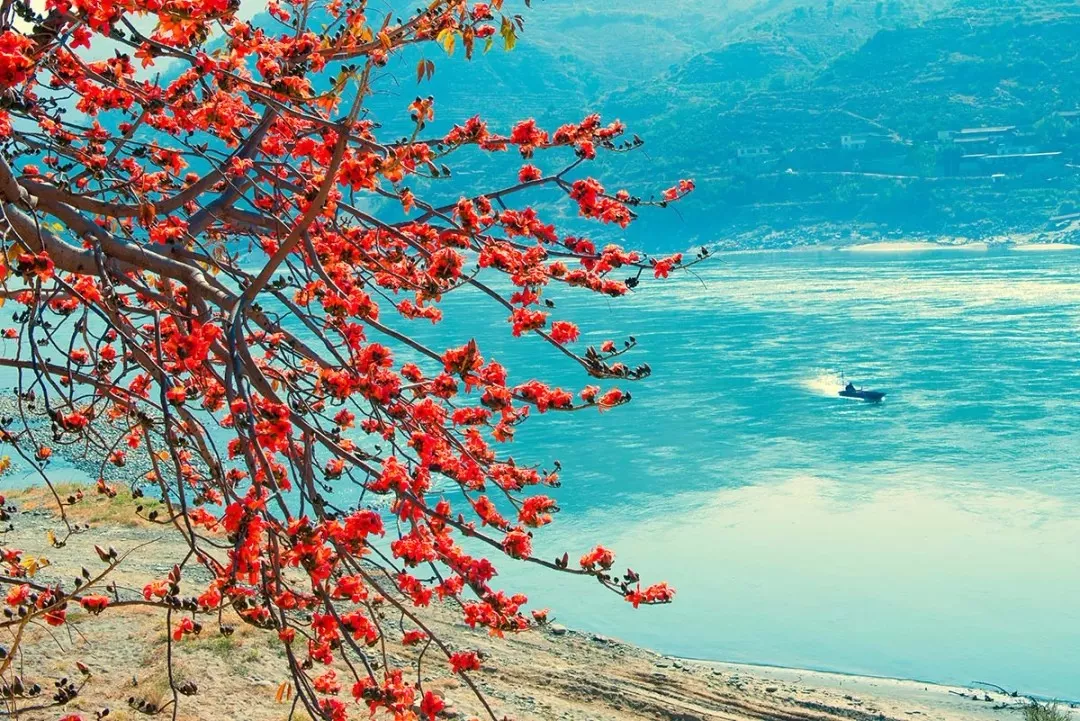 攀枝花開成了紅色海洋，木棉石榴花三角梅輪番上陣，簡直美翻!