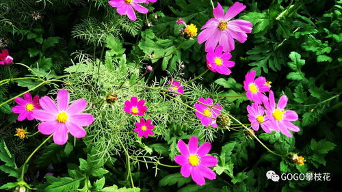 萬(wàn)萬(wàn)沒(méi)想到攀枝花公園里的花,在鏡頭里會(huì)這么漂亮