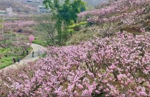 視頻 可愛(ài)深紅愛(ài)淺紅 攀枝花仁和區(qū)3500畝桃花 云端 賞