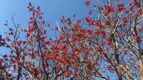 攀枝花人,放假前先告訴你一個好消息