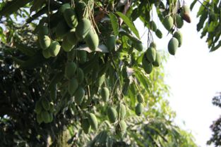 四川攀枝花芒果價格 四川青皮凱特芒果批發(fā)