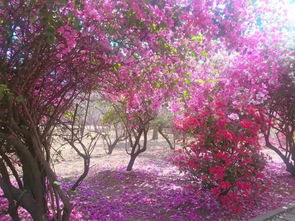 繁花似錦,落英繽紛 來這里邂逅攀枝花最美的春天