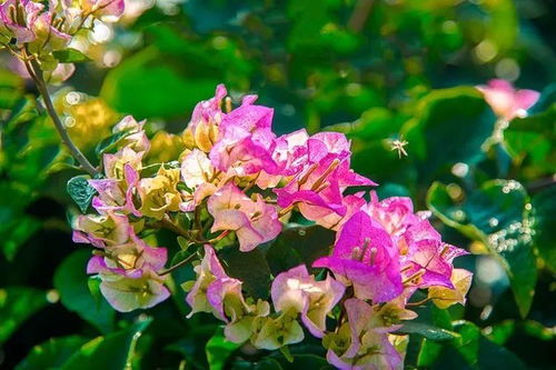 首屆攀枝花花舞人間三角梅花語節開幕