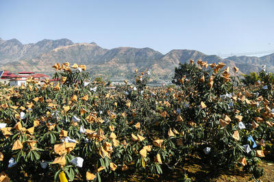 賞美景、摘枇杷、品美食,今冬來(lái)攀枝花米易,感受春天的暖陽(yáng)!