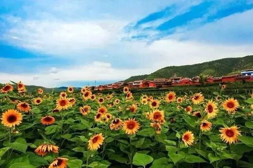 金口河區(qū)人民政府