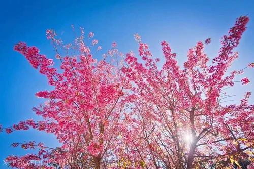 粉色風(fēng)暴來(lái)襲 攀枝花的冬櫻這么美