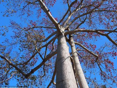 攀枝花是什么?有三個(gè)答案,一般人不知道!