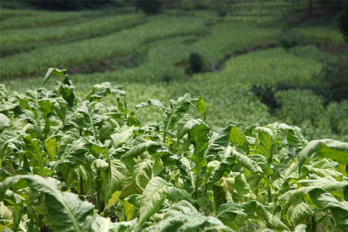 穩 有舉措, 進 有標尺——攀枝花市煙草專賣局聚焦高質量打造四川煙草精品企業