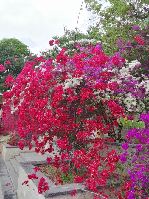 全國(guó)最大的三角梅主題公園——攀枝花市河門口公園