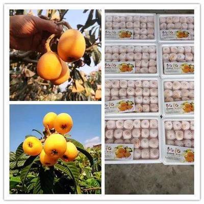 品攀枝花五星枇杷，享舌尖上的自然饋贈(zèng)