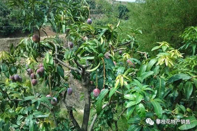 攀枝花芒果 陽光孕育的健康之果