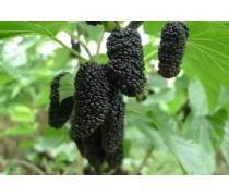 鹽邊縣華威種植家庭農場 品味攀枝花自家產新世紀芒果的自然甘甜