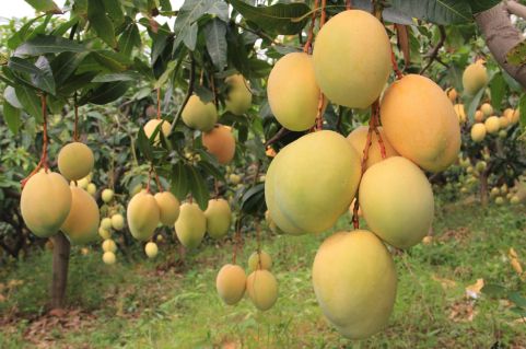 地理視角下的春節 從節慶文化到年貨經濟的地理解讀——以攀枝花為例